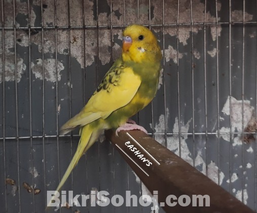 Budgerigar